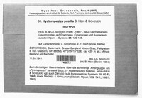 Pyrenopeziza perminuta image